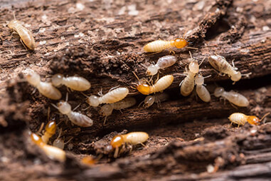 Termite Control